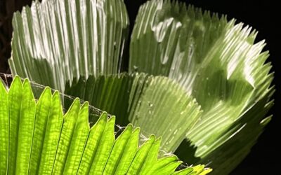 « Siento Amor » – 10 septembre 2025 – Paris