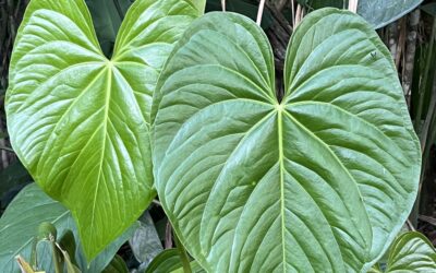 « Formidable »- 4 février 2026 – Paris